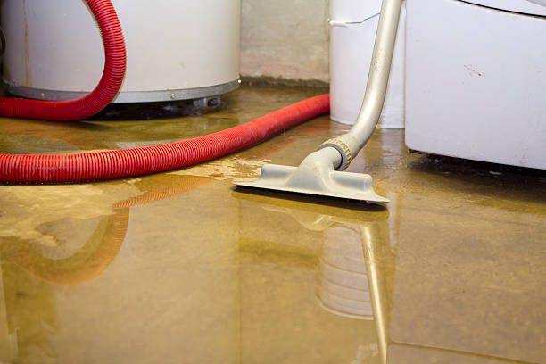 Best Mold removal after water damage  in Jasper, TX