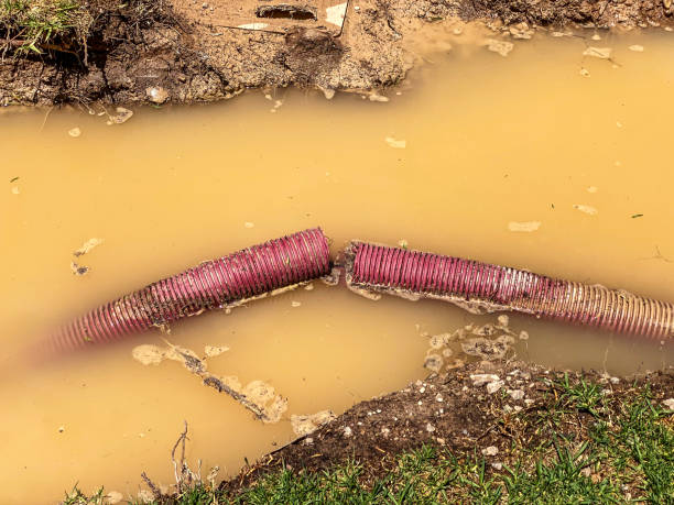 Best Carpet water damage restoration  in Jasper, TX
